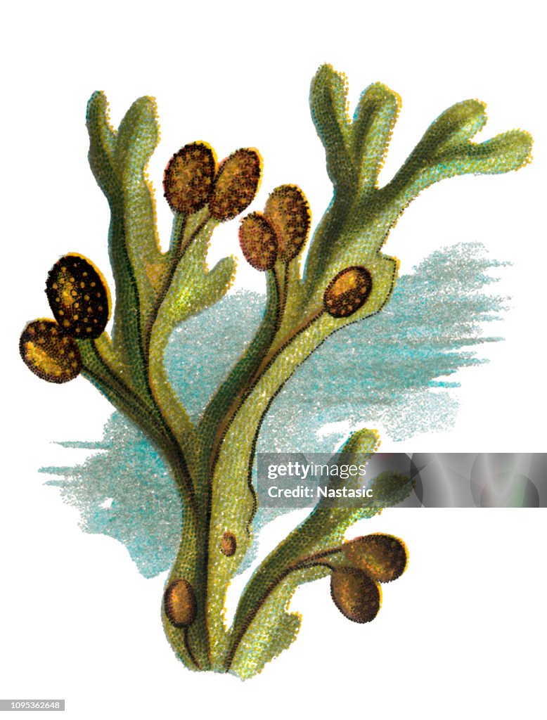 Fucus vesiculosus, known by the common names bladder wrack, black tang, rockweed, bladder fucus, sea oak, black tany, cut weed, dyers fucus, red fucus, and rock wrack