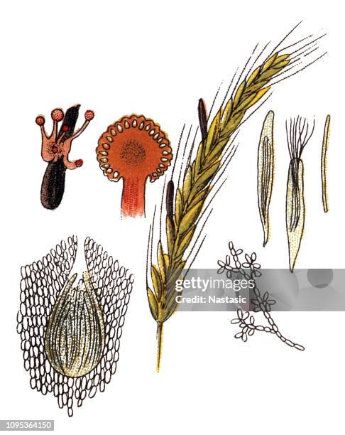 claviceps purpurea is an ergot fungus that grows on the ears of rye and related cereal and forage plants - claviceps purpurea stock illustrations