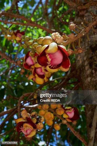 Cannonball Tree flower. Couroupita guianensis. Lecythidaceae. Plant. Tree. Cambodia. Indochina. Southeast Asia. Asia.