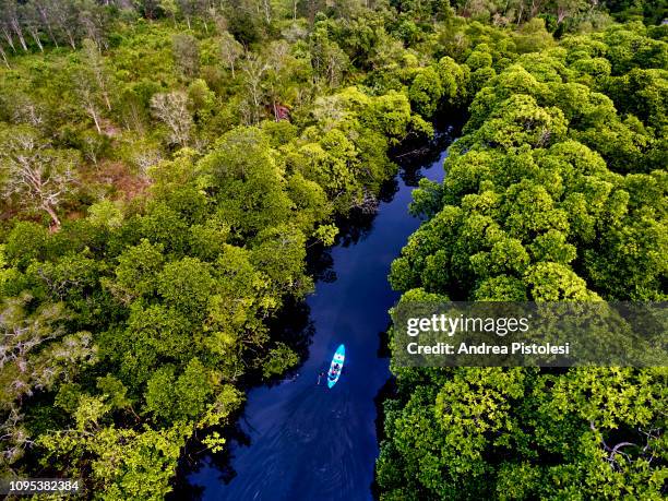 river swamp on kho rong island, cambodia - cambodge photos et images de collection