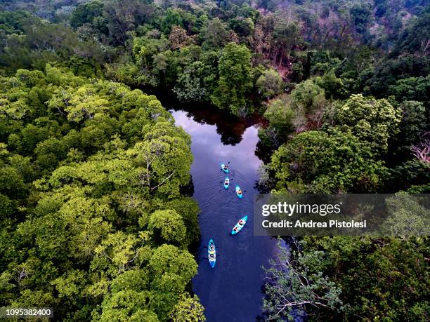 river swamp on kho rong island, cambodia - cambodia stockfoto's en -beelden