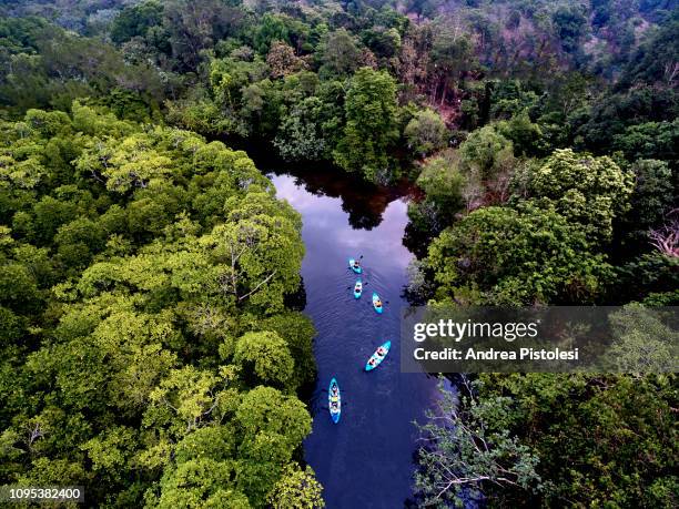 river swamp on kho rong island, cambodia - camboja imagens e fotografias de stock