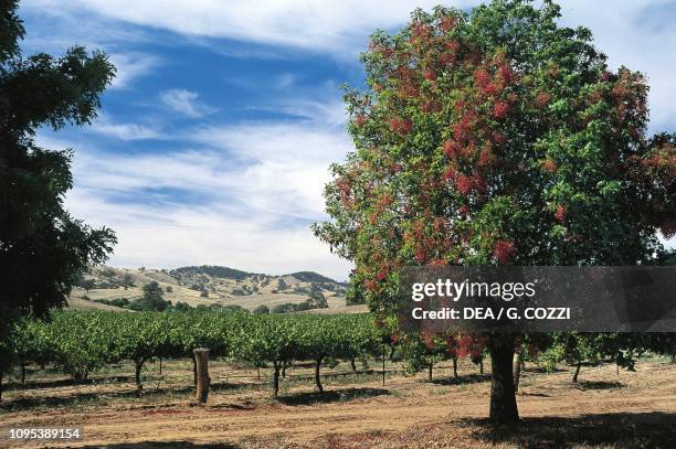 Vineyard at Tanunda, Barossa Valley, South Australia, Australia.