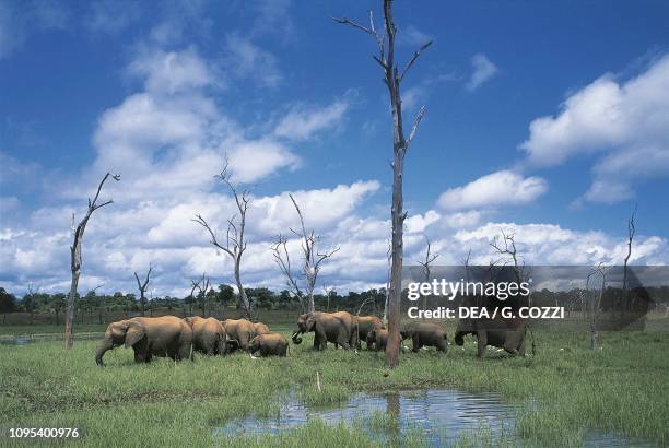Herd of elephants on the shores of Lake Kariba, Zimbabwe.