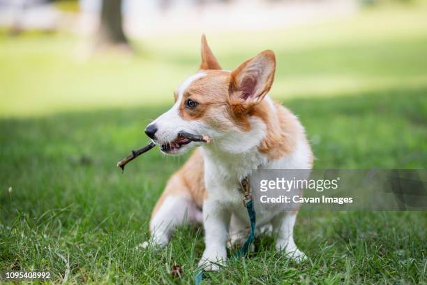 dog carrying stick in mouth while sitting on field - im mund tragen stock-fotos und bilder