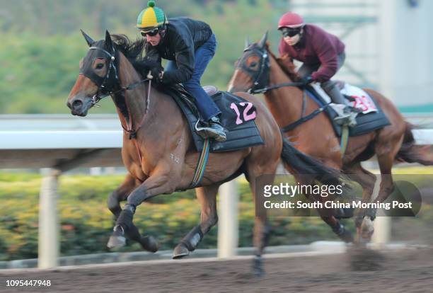 Ridden by Nash Rawiller gallop on the all weather track at Sha Tin. 15JAN15