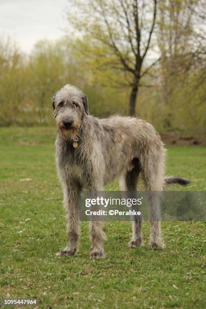 giant dog in the park - lobero irlandés fotografías e imágenes de stock