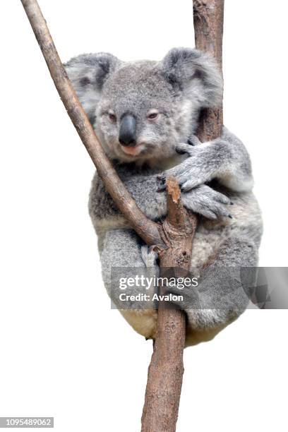 One baby cub Koala isolated on white background Copy space.