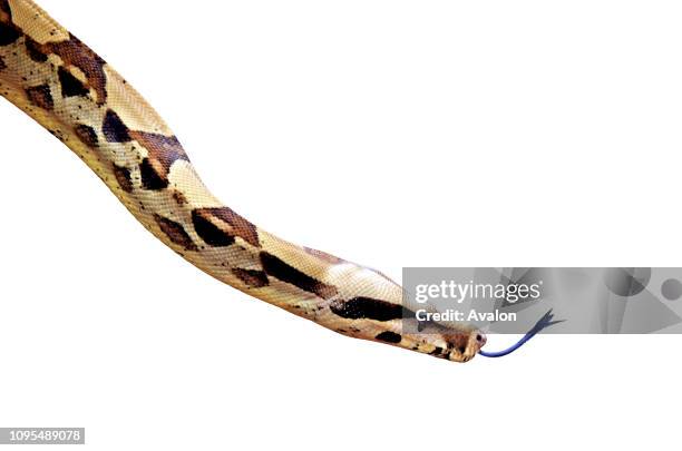 Australian Coastal Carpet Python snake isolated on white background Copy space.