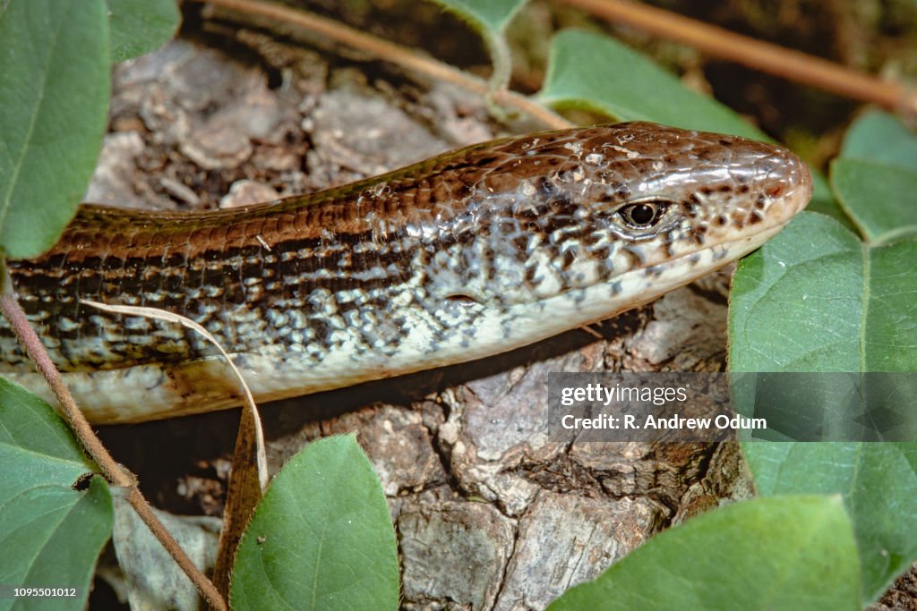 Eastern glass lizard