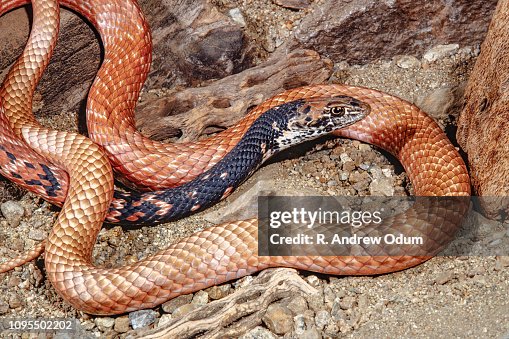 Red Racer Snake High-Res Stock Photo - Getty Images