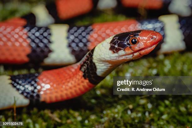 scarle kingsnake - milk snake stock pictures, royalty-free photos & images