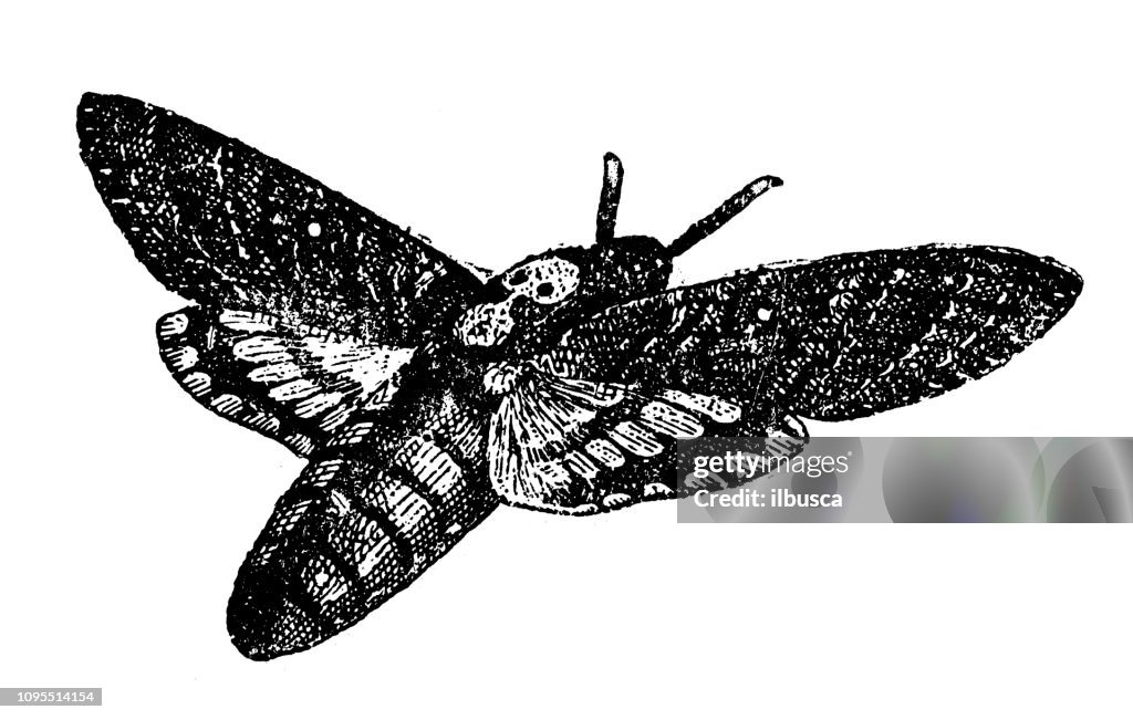 Antique old French engraving illustration: Death's-head hawkmoth