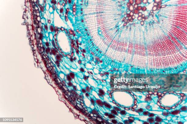 microscopic view of stem of wood dicotyledon - legno rosa foto e immagini stock