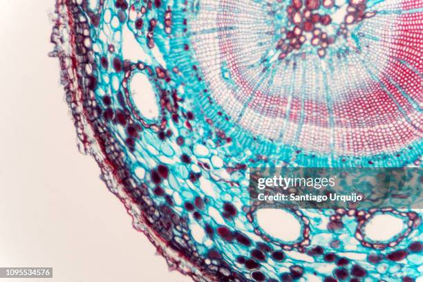 microscopic view of stem of wood dicotyledon - célula imagens e fotografias de stock