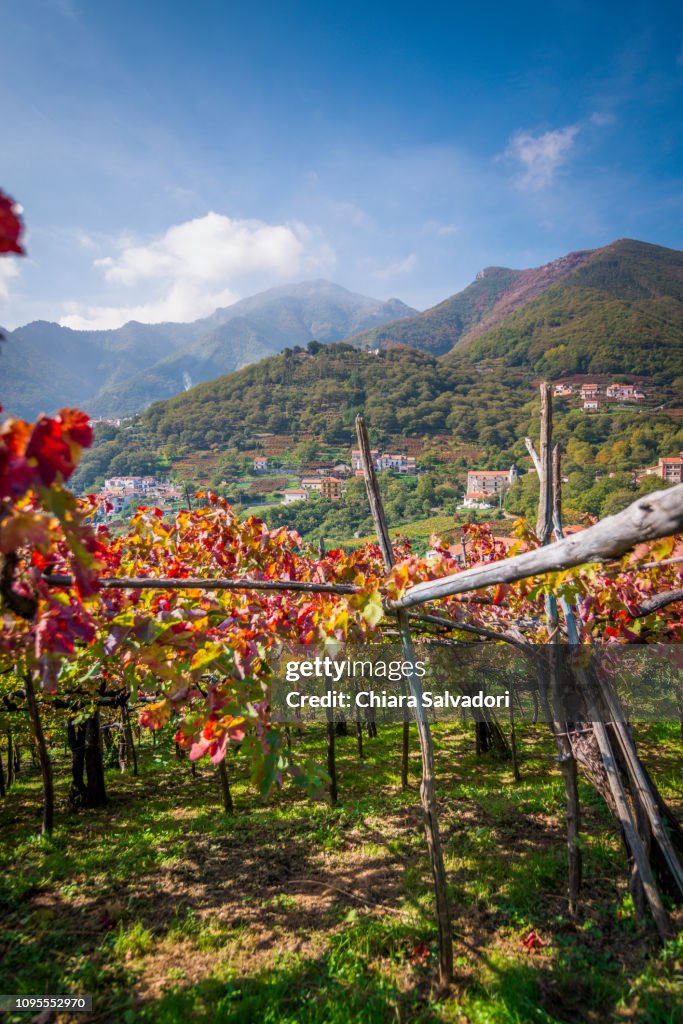 Vineyards in Amalfi Coast