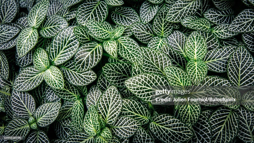 Leaves of Fittonia, Nice, France