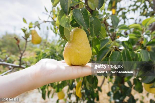 pear tree - pear stock pictures, royalty-free photos & images