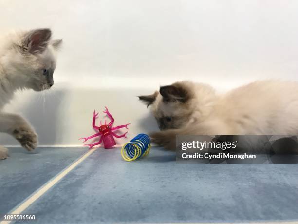 Two Ragdolls Two Ragdoll Cats Photos and Premium High Res Pictures - Getty Images