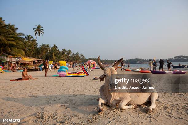 cow sitting on sand at palolem beach,goa,india - sand art in india stock-fotos und bilder