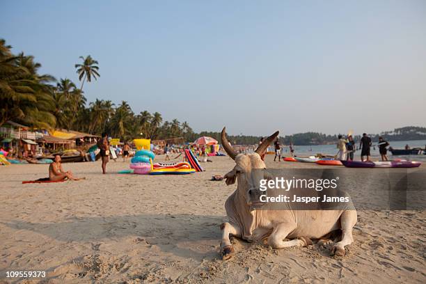 cow sitting on sand at palolem beach,goa,india - goa stock pictures, royalty-free photos & images