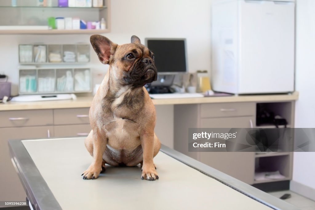 Hund beim Tierarzt, junge weibliche französische Bulldogge sitzt auf der Untersuchungsliege in der tierärztlichen Praxisklinik