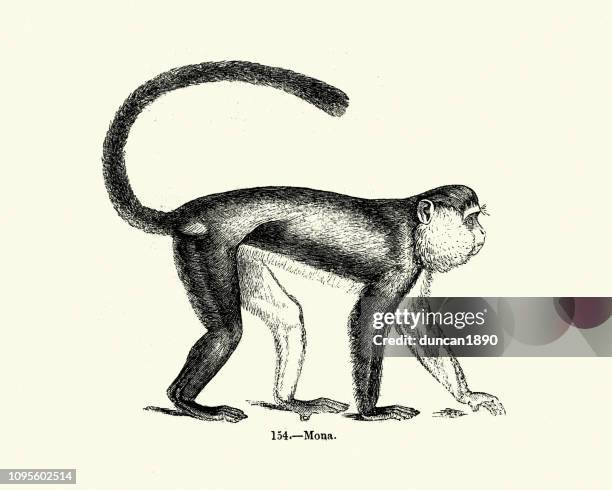 nature, mammals, monkey, mona monkey (cercopithecus mona) - mona monkey stock illustrations