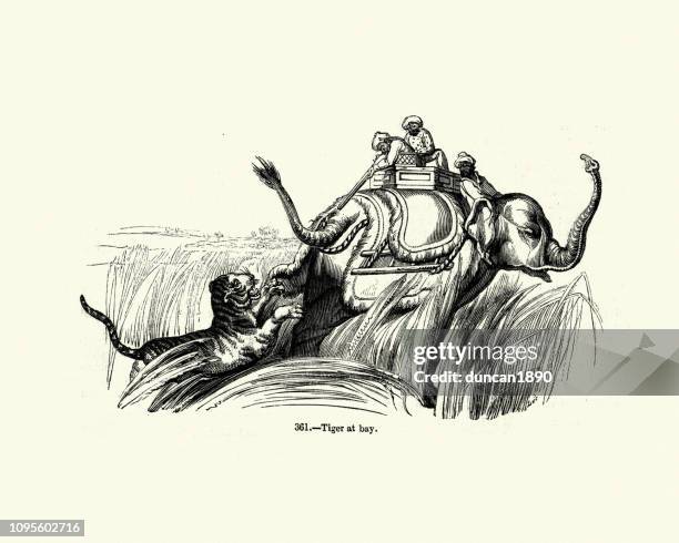 tiger hunt from a elephant, india, 19th century - tiger attacking stock illustrations