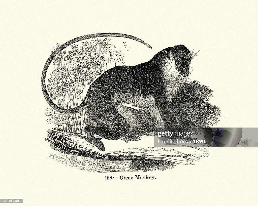 Nature, Mammals, Monkey, green monkey (Chlorocebus sabaeus)
