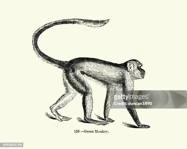 natur, säugetiere, affe, green monkey (chlorocebus sabaeus) - monkey stock-grafiken, -clipart, -cartoons und -symbole