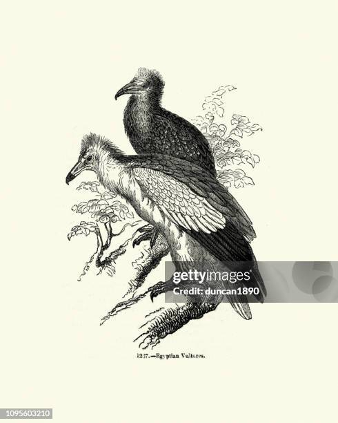 nature, birds, egyptian vulture (neophron percnopterus) - egyptian vulture stock illustrations