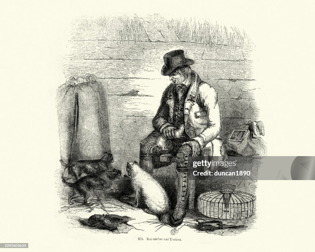 Victorian Rat Catcher With His Terrier Dogs 19th Century High-Res