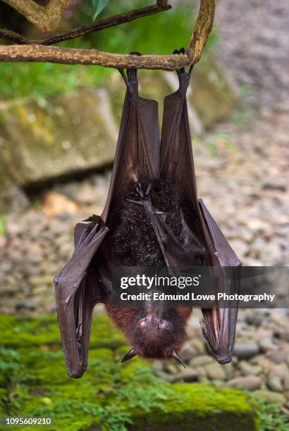 Giant Bat Java Giant Bat Photos et images de collection - Getty Images