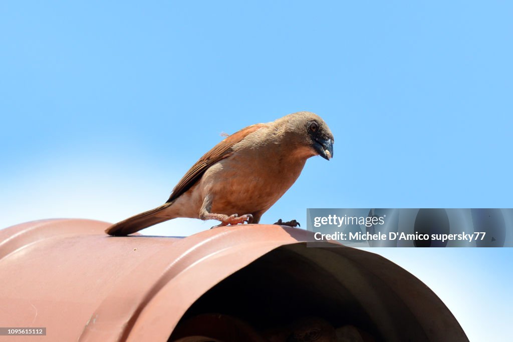 Northern grey-headed sparrow (Passer griseus)