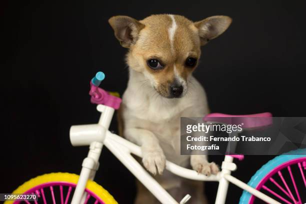 dog riding a colorful bicycle - moto humour photos et images de collection