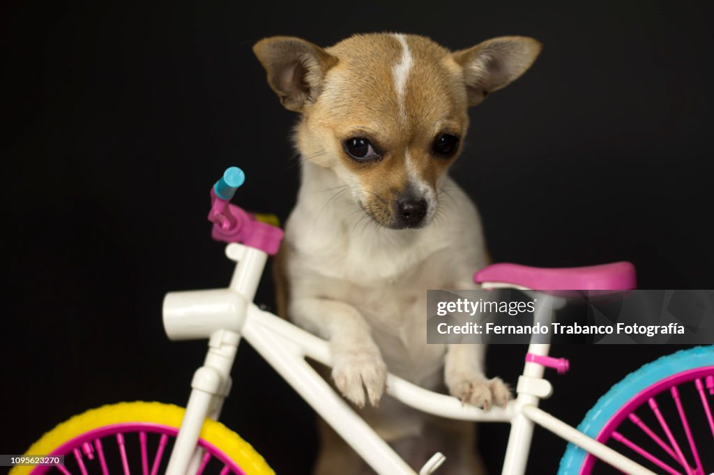 Dog riding a colorful bicycle