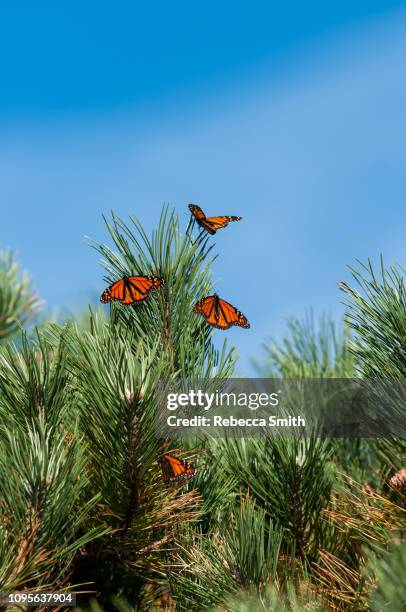 monarch butterflies during migration - salisbury maryland stock pictures, royalty-free photos & images