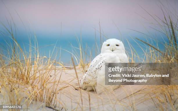 snowy owl against pastel colors at jones beach, long island - nassau beach stock pictures, royalty-free photos & images