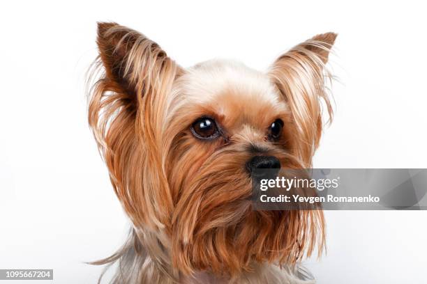 closeup portrait of yorkshire terrier on white background - yorkshire terrier stock pictures, royalty-free photos & images
