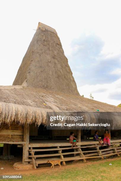 Marameri Pambu 27 Marapu Stock Photos, High-Res Pictures, and Images - Getty Images