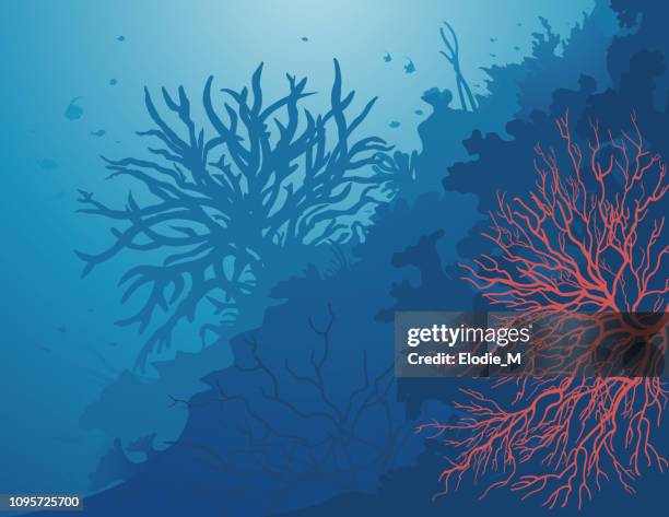 corals of the sea / la vie sous la mer - reef stock illustrations