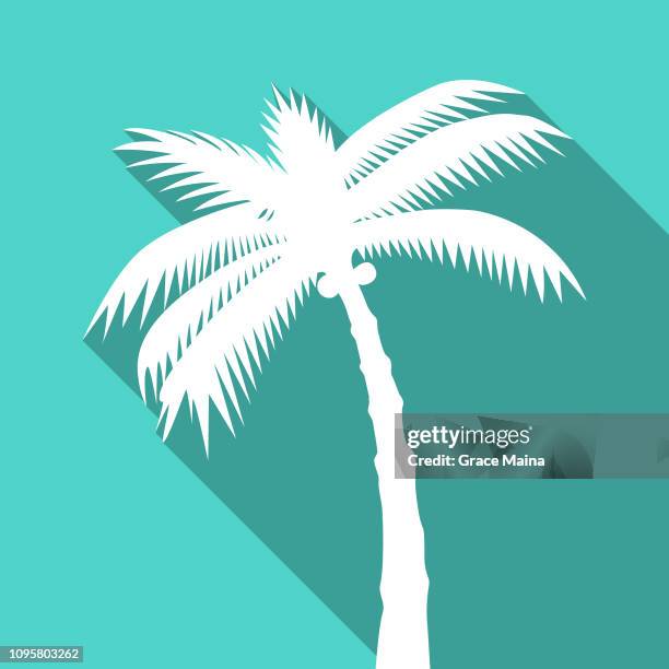 tropical palm tree or coconut tree silhouette - coconuts stock illustrations