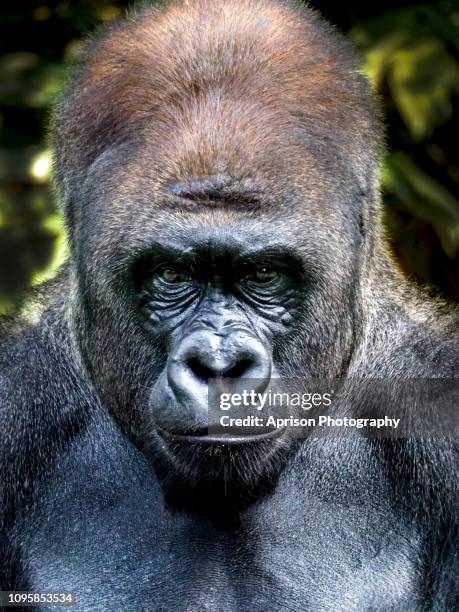 gorilla looking at camera - gorilla face stock-fotos und bilder