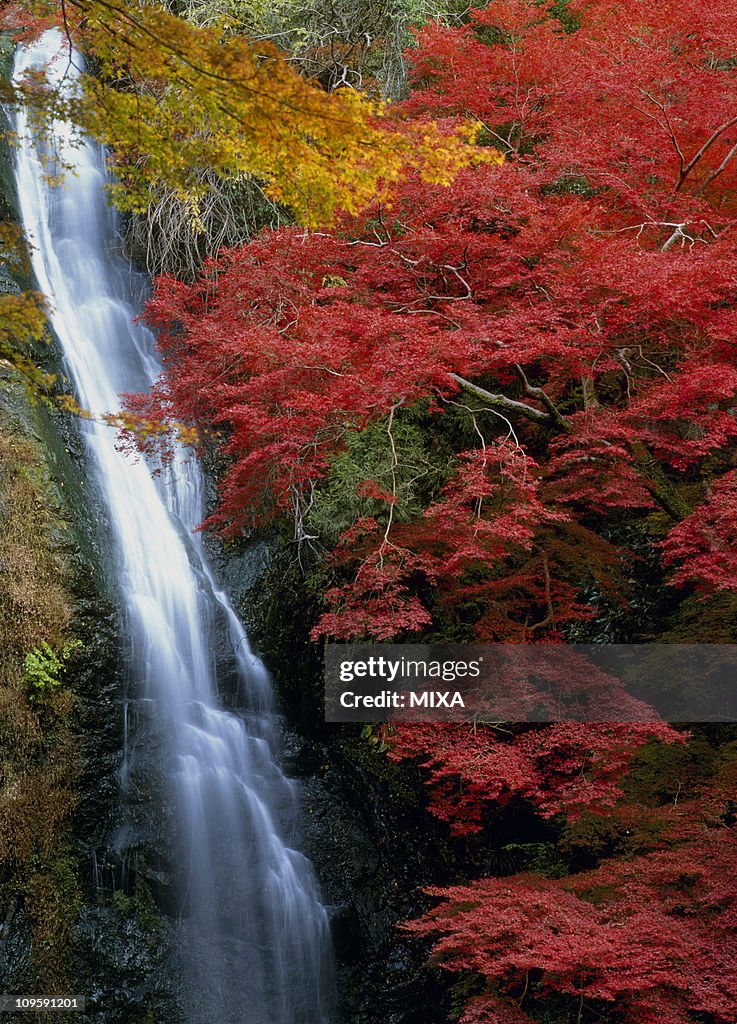 Autumn Leaves and Minoh Waterfall, Minoh, Osaka, Japan