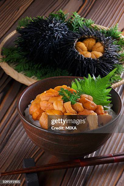 uni-don - sea urchin ストックフォトと画像