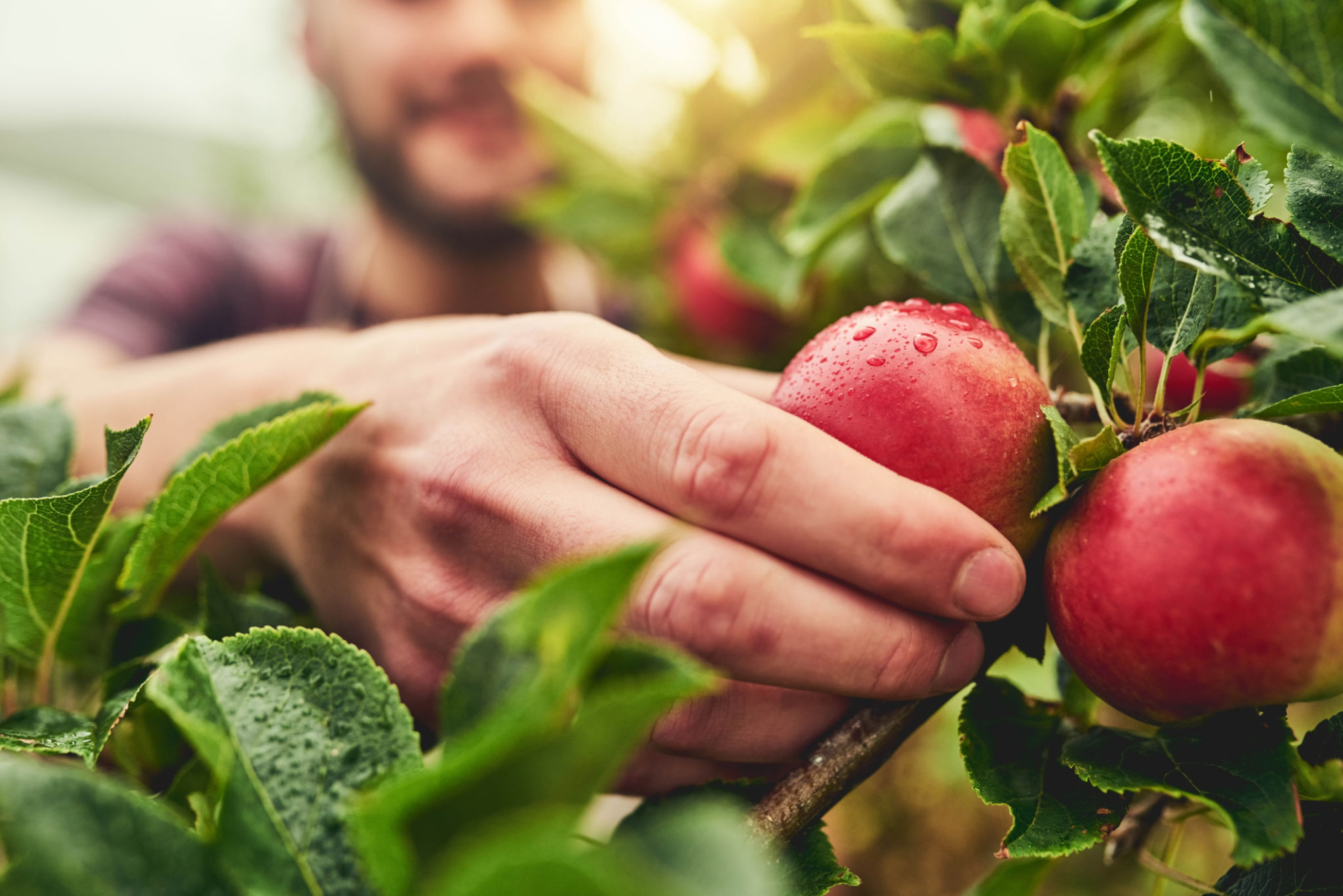 seasonal fruits