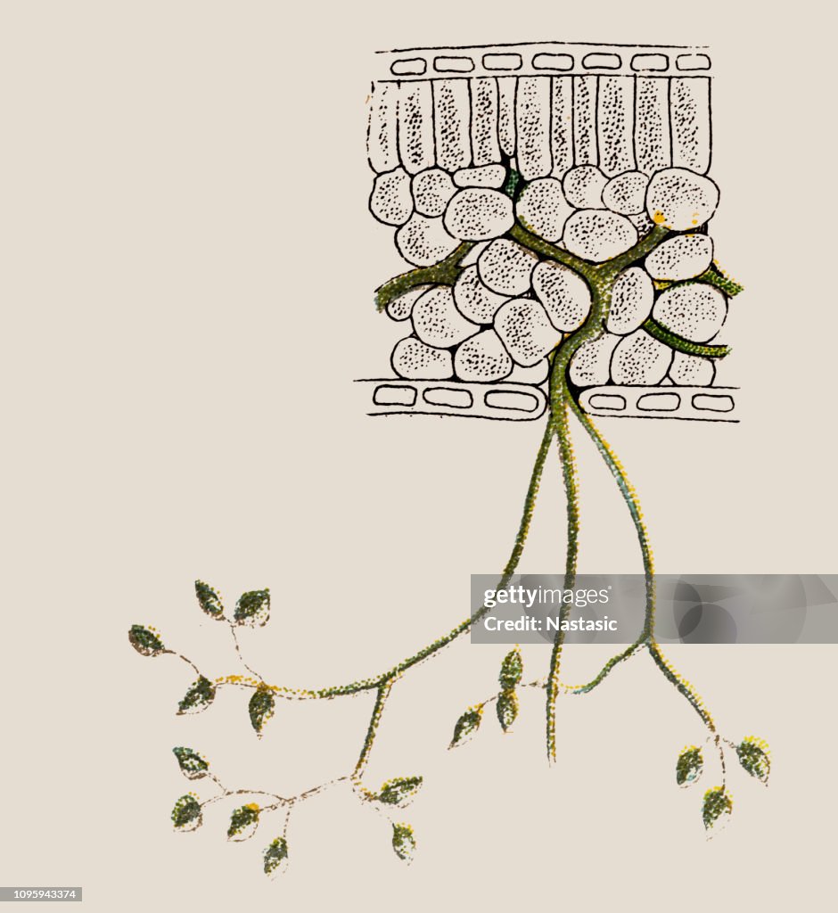 Phytophthora infestans (late blight, potato blight)