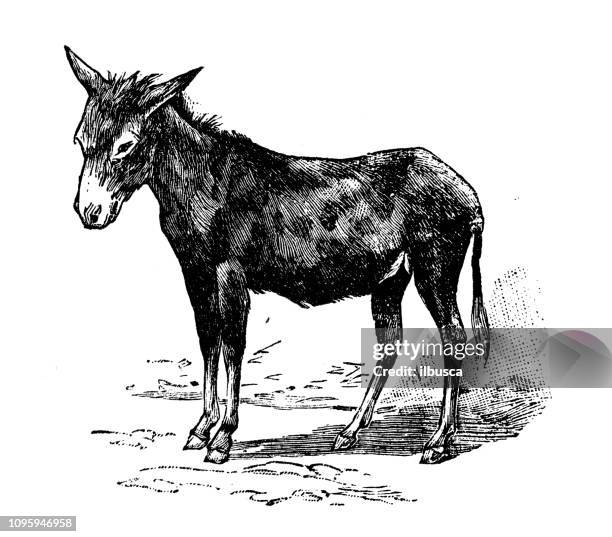 ilustrações, clipart, desenhos animados e ícones de antiga ilustração de gravura francesa de antiguidades: burro - burro