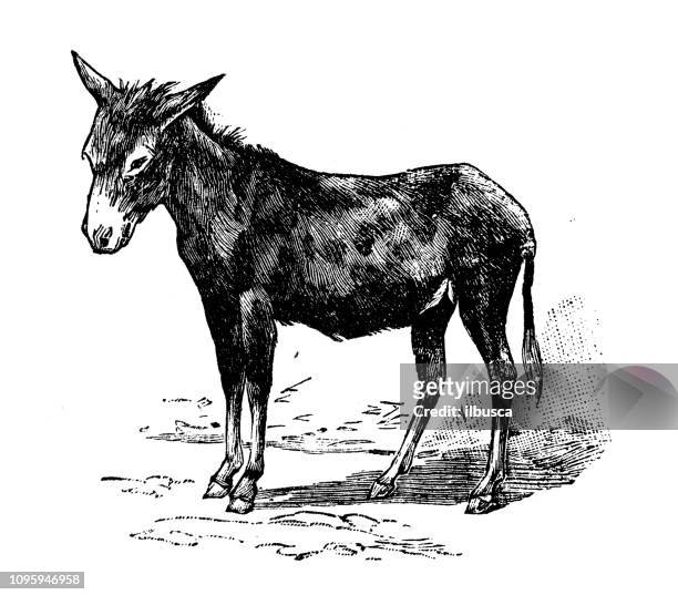 antique old french engraving illustration: donkey - donkey stock illustrations