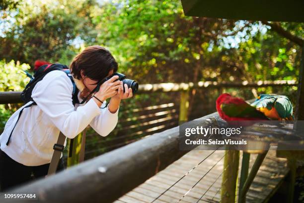 she's getting some great shots - bird aviary stock pictures, royalty-free photos & images